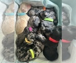 Small #4 Goldendoodle