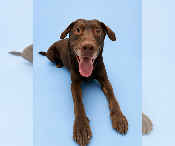 Medium Photo #7 Labrador Retriever Puppy For Sale in Sandy, UT, USA