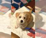 Small #3 Mutt