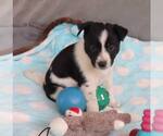 Small #2 Mutt