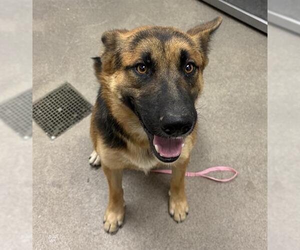 Medium Photo #1 German Shepherd Dog Puppy For Sale in HESPERIA, CA, USA