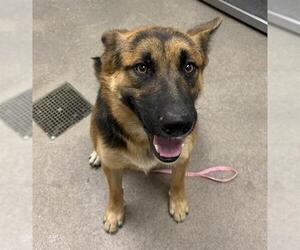 German Shepherd Dog Dogs for adoption in HESPERIA, CA, USA