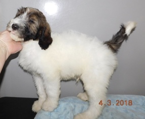 View Ad Miniature Bernedoodle Puppy For Sale Near Indiana Middlebury Usa Adn 73094