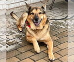 Small #5 German Shepherd Dog Mix