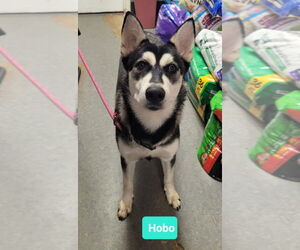 - Mix Dogs for adoption in Richmond, IN, USA