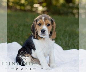 Beagle Puppy for sale in NEW HOLLAND, PA, USA