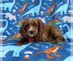 Small #1 Cavapoo (Miniature)