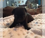 Small Photo #6 Pug Puppy For Sale in PLEASANTVILLE, NY, USA