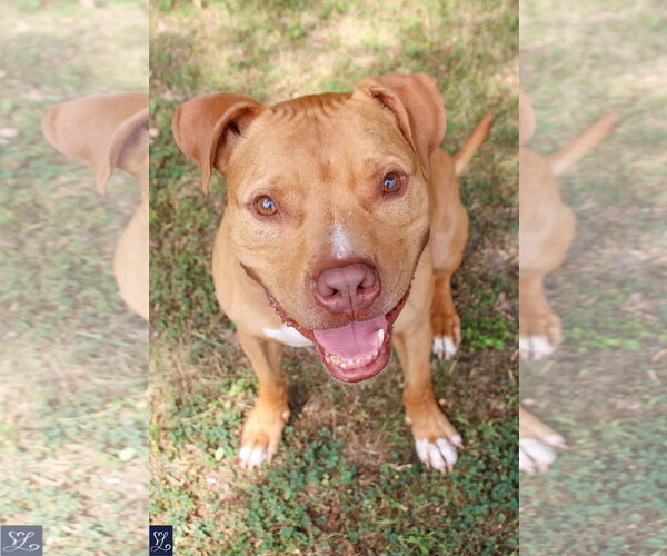 Medium Photo #2 American Pit Bull Terrier-Unknown Mix Puppy For Sale in Lockport, NY, USA