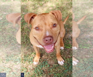 Bruno - Male American Pit Bull Terrier-Unknown Mix Dog for Adoption - Photo #2