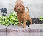 Puppy 4 Irish Setter-Poodle (Miniature) Mix