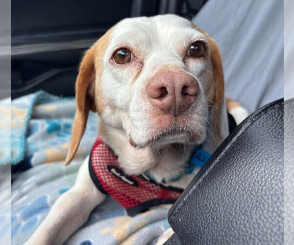 Medium Photo #3 Beagle Puppy For Sale in Dunnellon, FL, USA