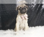 Puppy Scarlett AKC Pug