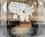 Puppy Blue Female German Shepherd Dog