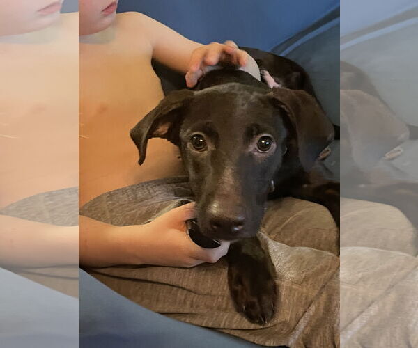 Medium Photo #7 Labrador Retriever-Unknown Mix Puppy For Sale in Virginia Beach, VA, USA