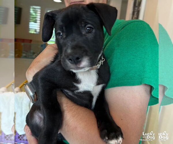 Medium Photo #2 Labrador Retriever-Retriever  Mix Puppy For Sale in Washington, DC, USA