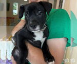 Small #1 Labrador Retriever-Retriever  Mix