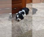 Small #6 English Springer Spaniel