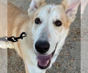 Davey - Male Collie-Unknown Mix Dog for Adoption - Photo #4