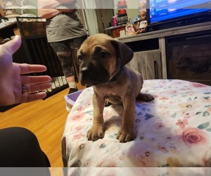 Cane Corso Puppy for sale in CHICOPEE, MA, USA