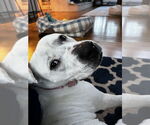 Small #12 Dogo Argentino-Labrador Retriever Mix