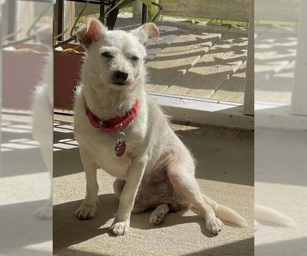 Medium Photo #11 Mutt Puppy For Sale in Arlington, VA, USA