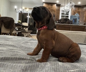 Bavarian Mountain Hound Puppy for sale in CROMWELL, KY, USA