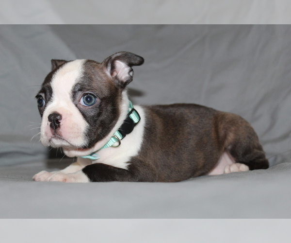 Medium Photo #5 Boston Terrier Puppy For Sale in BROOKSVILLE, FL, USA