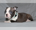 Small #4 Boston Terrier