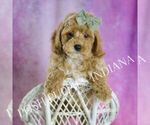 Small Photo #64 Poodle (Toy) Puppy For Sale in WARSAW, IN, USA