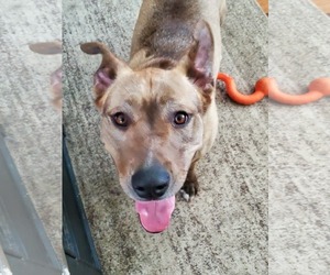 Mutt Dogs for adoption in Woodbury, NY, USA