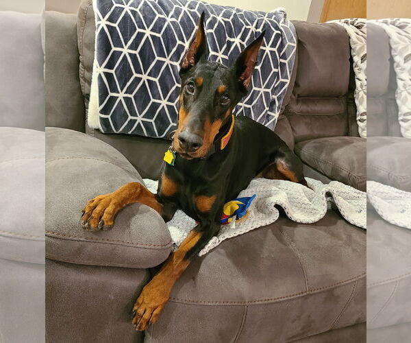 Medium Photo #10 Doberman Pinscher Puppy For Sale in Minneaoplis, MN, USA
