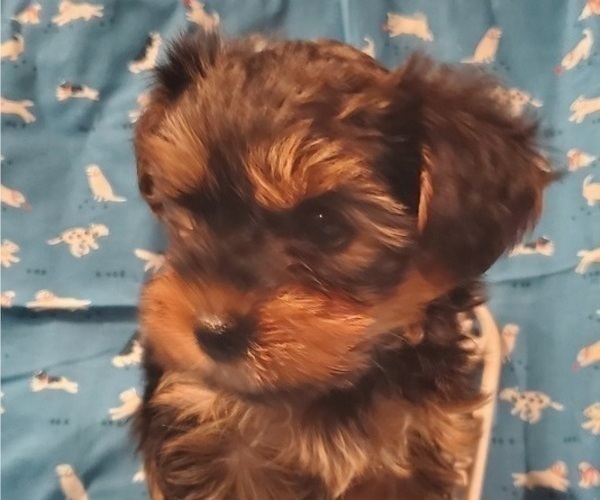 Medium Photo #2 Yorkshire Terrier Puppy For Sale in MERCED, CA, USA
