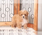 Small #2 Poochon