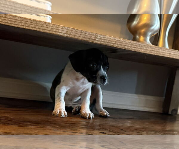 Medium Photo #5 Boston Terrier-Unknown Mix Puppy For Sale in Plainfield, IL, USA