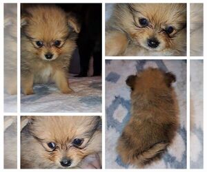 Pomeranian Puppy for sale in BEVERLY HILLS, FL, USA