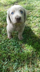 Weimaraner Puppy for sale in BONIFAY, FL, USA