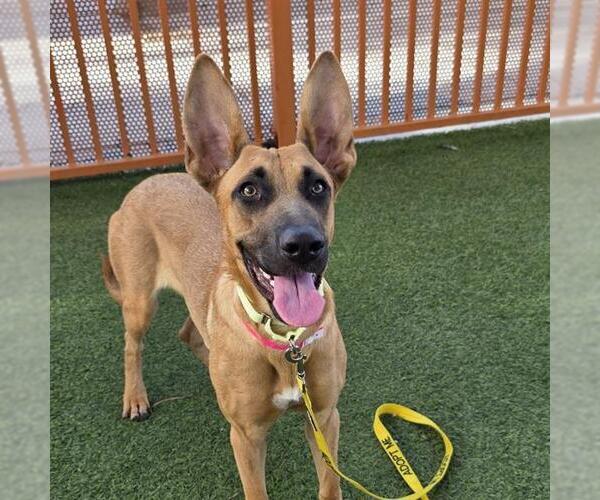Medium Photo #2 German Shepherd Dog-Unknown Mix Puppy For Sale in Las Vegas, NV, USA