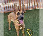 Small #1 German Shepherd Dog Mix