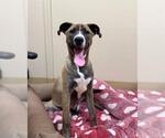 Small #2 American Pit Bull Terrier Mix