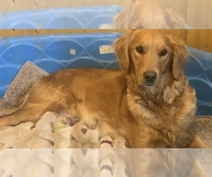 Mother of the English Cream Golden Retriever puppies born on 01/14/2023