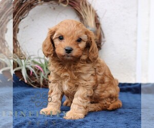 Cavapoo (Miniature) Puppy for sale in NARVON, PA, USA