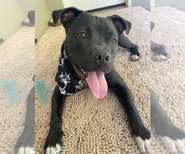 Medium Photo #1 American Staffordshire Terrier Puppy For Sale in Berkeley, CA, USA