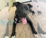 Small American Staffordshire Terrier