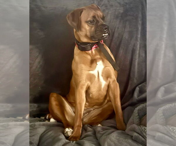 Medium Photo #2 Boxer Puppy For Sale in Dumont, NJ, USA
