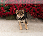 Small #1 Shiba Inu