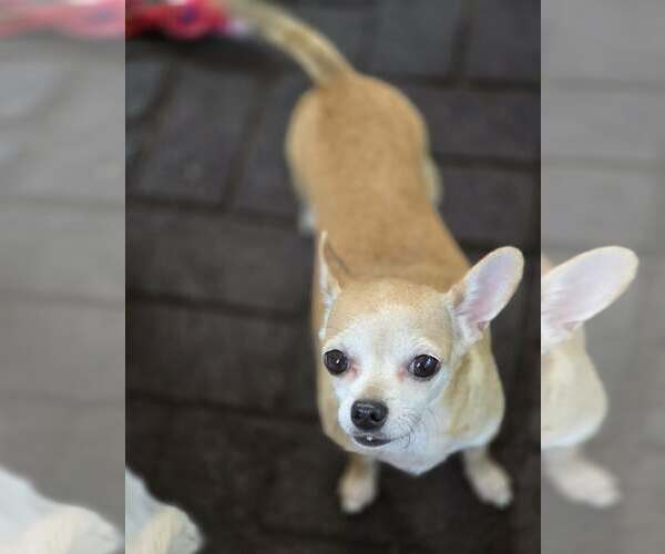 Medium Photo #4 Chihuahua Puppy For Sale in Sandy, UT, USA
