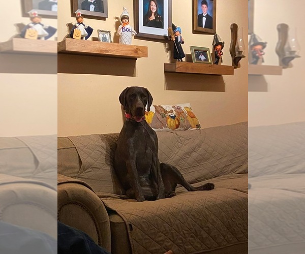 Medium Photo #1 German Shorthaired Pointer Puppy For Sale in LEWISTON, NY, USA