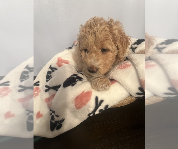 Medium Photo #15 Goldendoodle (Miniature) Puppy For Sale in LOVES PARK, IL, USA