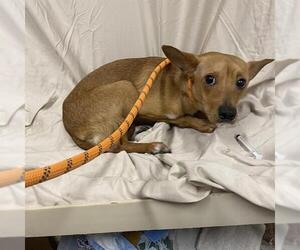 Chihuahua Dogs for adoption in Modesto, CA, USA